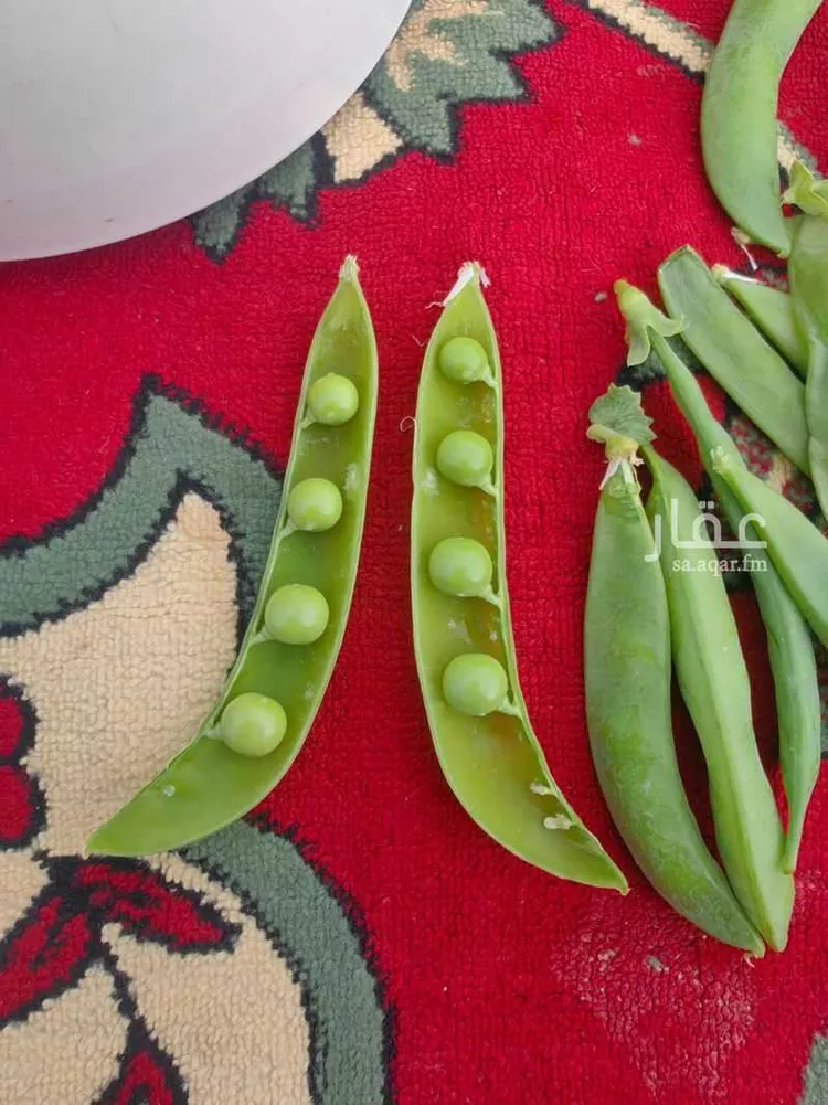 مزرعة للبيع في شارع يعقوب بن داوود , حي الريحان, مدينة الخرج, منطقة الرياض 13