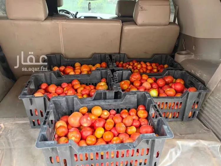 مزرعة للبيع في شارع يعقوب بن داوود , حي الريحان, مدينة الخرج, منطقة الرياض 7