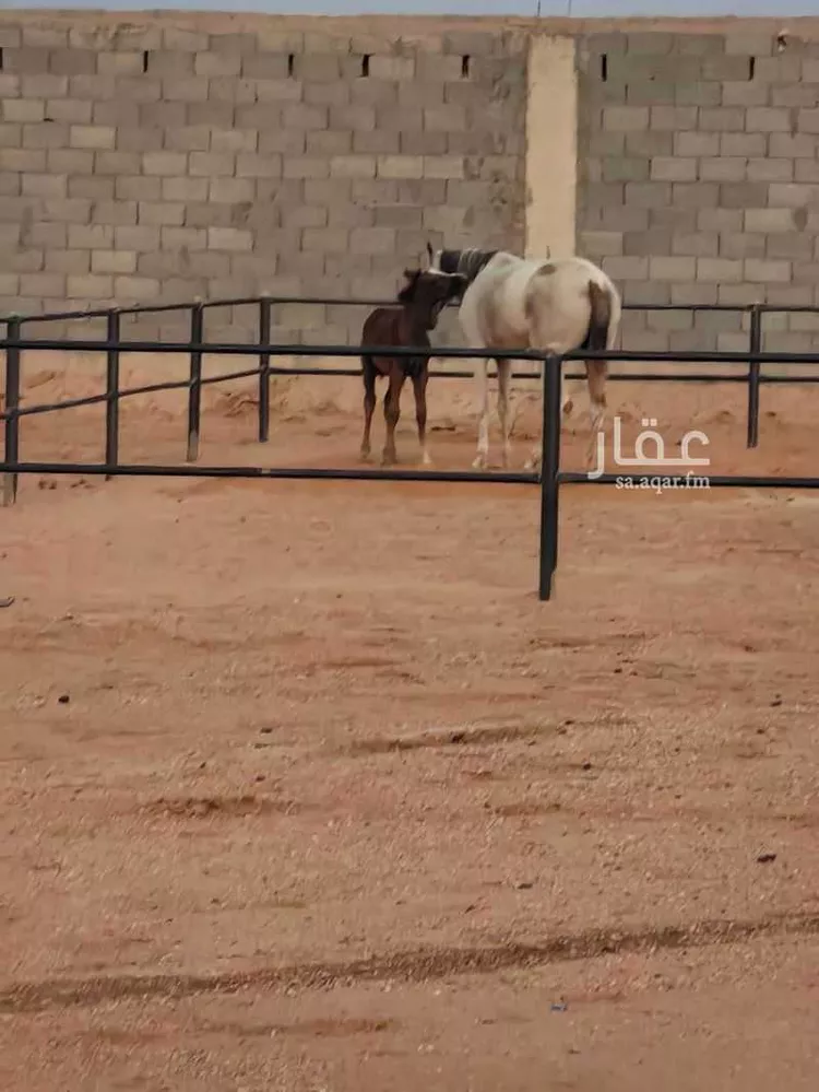استراحة للبيع في شارع يعقوب بن داوود , حي الريحان, مدينة الخرج, منطقة الرياض صورة 4