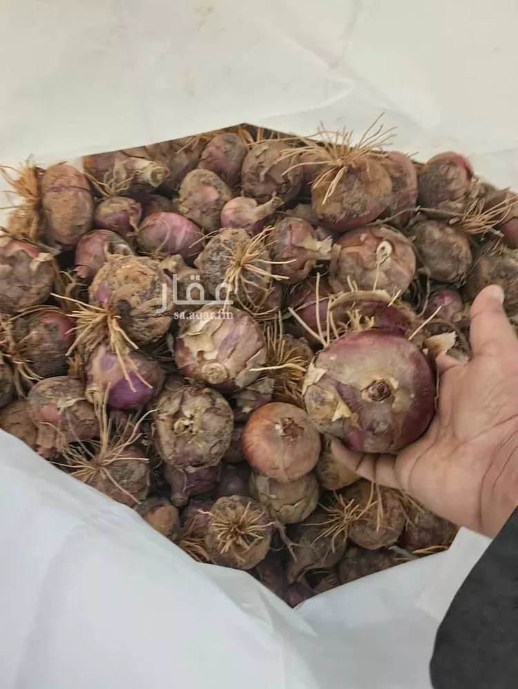 استراحة للبيع في شارع يعقوب بن داوود , حي الريحان, مدينة الخرج, منطقة الرياض صورة 3