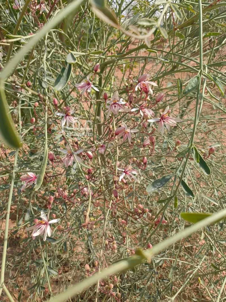 مزرعة للبيع في شارع يعقوب بن داوود , حي الريحان, مدينة الخرج, منطقة الرياض 11