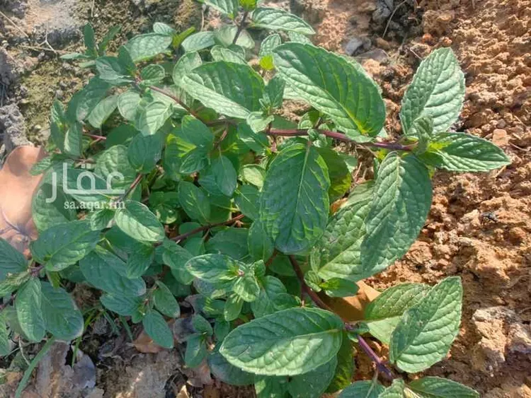 مزرعة للبيع في شارع يعقوب بن داوود , حي الريحان, مدينة الخرج, منطقة الرياض 12