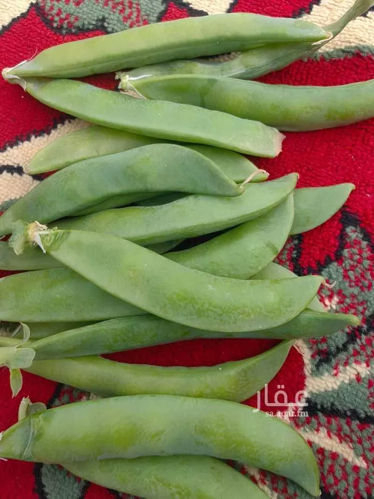 مزرعة للبيع في شارع يعقوب بن داوود , حي الريحان, مدينة الخرج, منطقة الرياض 14