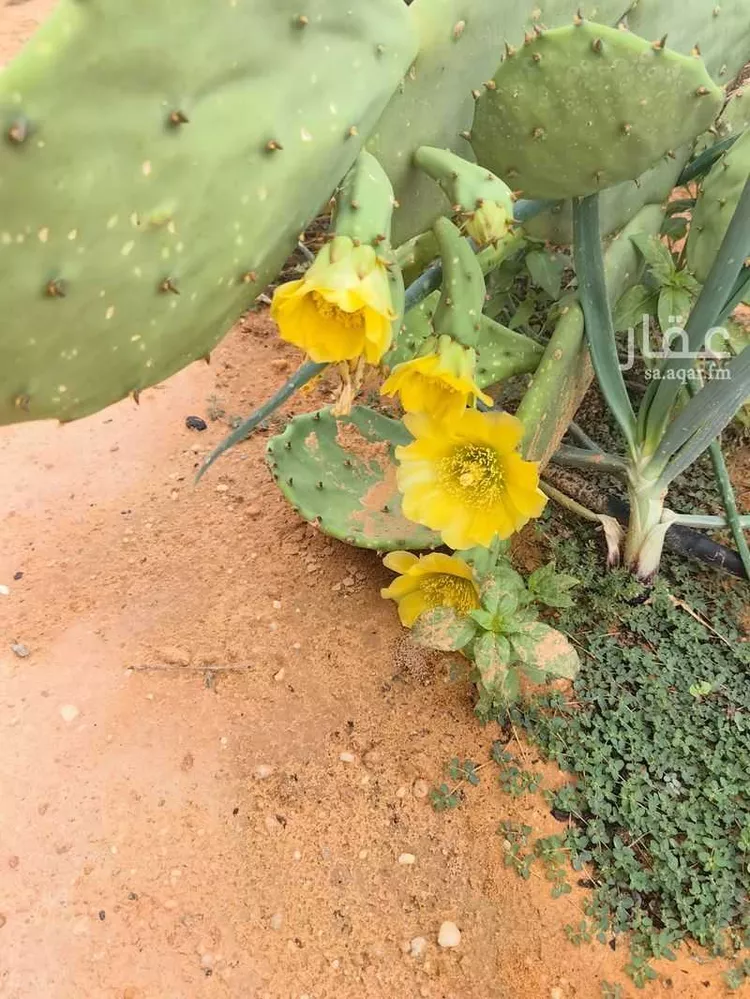 مزرعة للبيع في شارع يعقوب بن داوود , حي الريحان, مدينة الخرج, منطقة الرياض 8