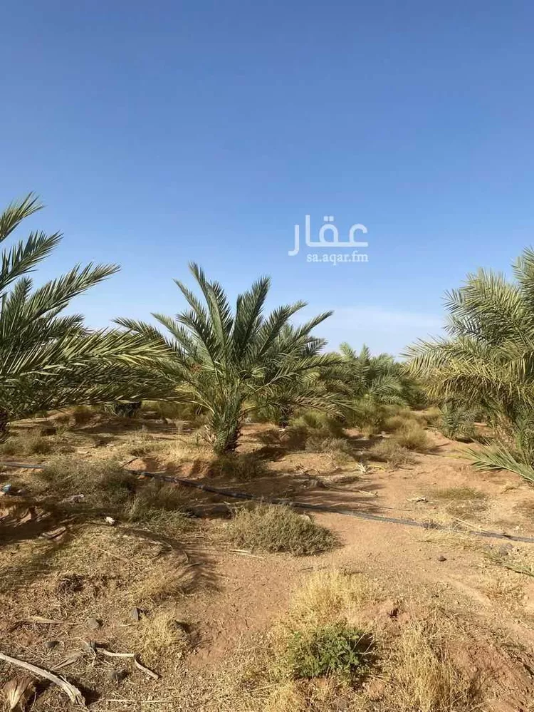 مزرعة للبيع في شارع حزره 147 ، العثيا ، منطقة المدينة المنورة صورة 2