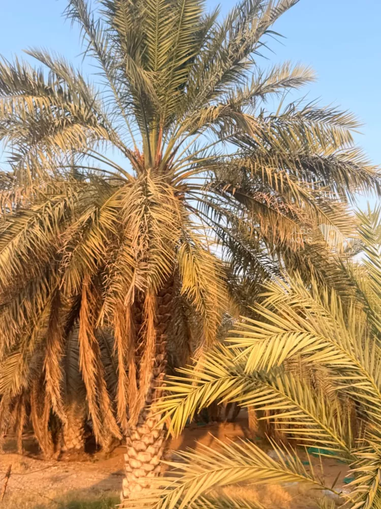 Farm for Sale in Thadiq Ad Deerah Al Kadimah 6