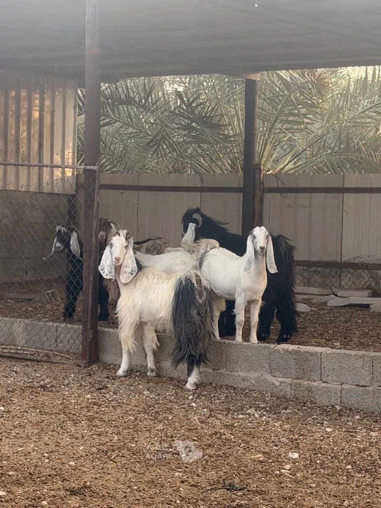 Farm for Sale in Thadiq Ad Deerah Al Kadimah صورة 2