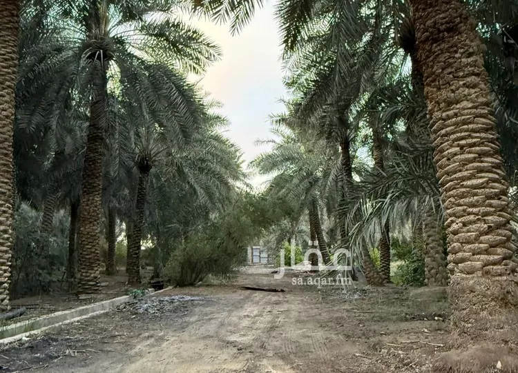 Farm for Sale in Al Hofuf Bani Maan صورة 2