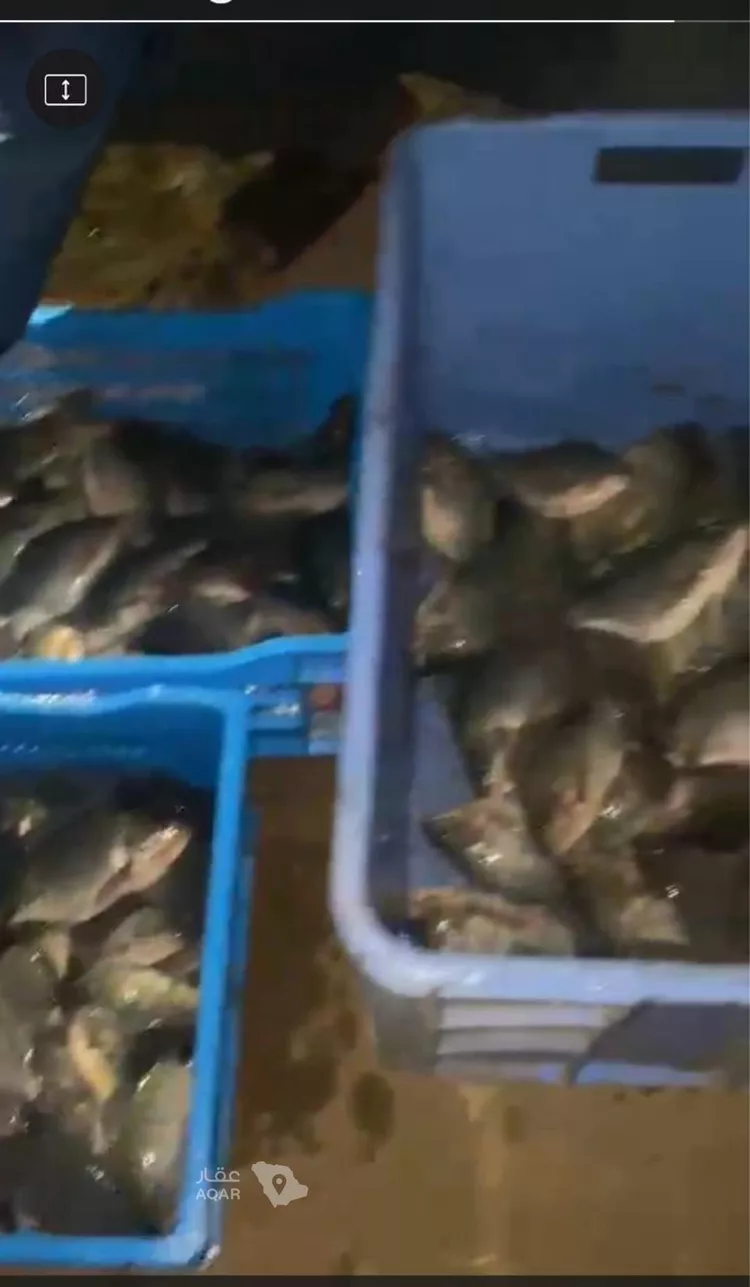 مزرعة للبيع في حي المديد وطابا والغال, مدينة المديد وطابا والغال, منطقة مكة المكرمة 12
