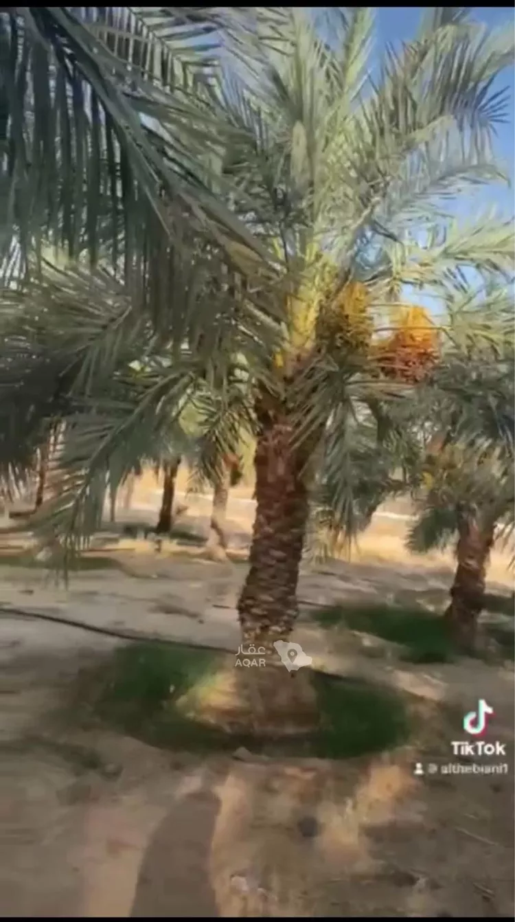 مزرعة للبيع في حي المديد وطابا والغال, مدينة المديد وطابا والغال, منطقة مكة المكرمة صورة 2