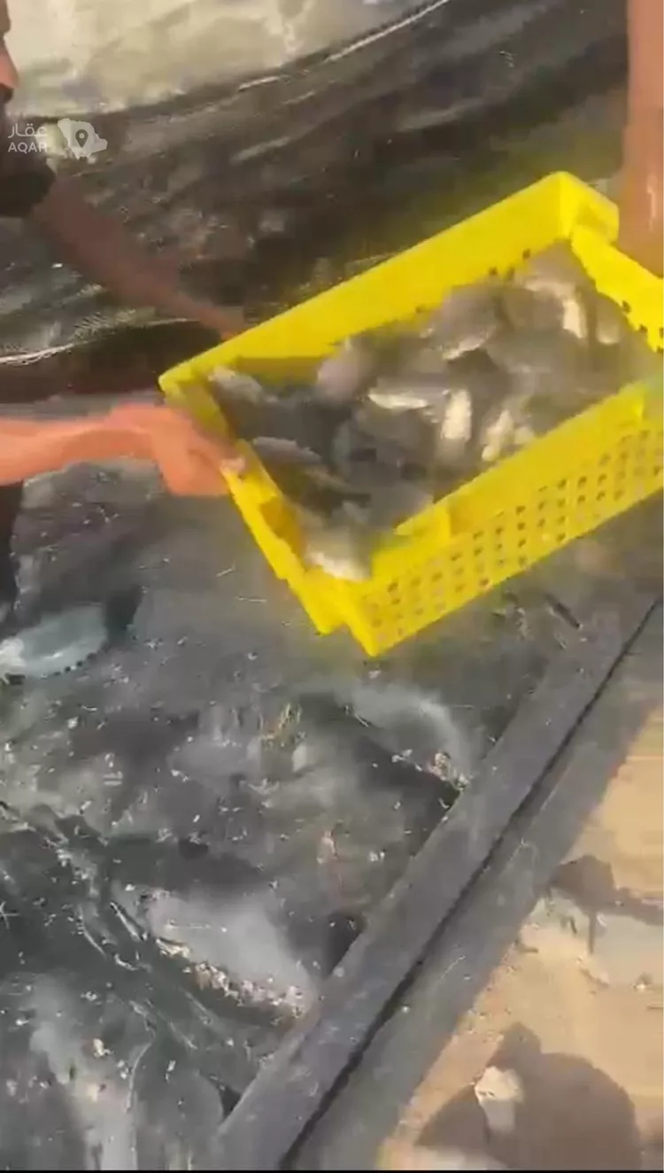 مزرعة للبيع في حي المديد وطابا والغال, مدينة المديد وطابا والغال, منطقة مكة المكرمة 20