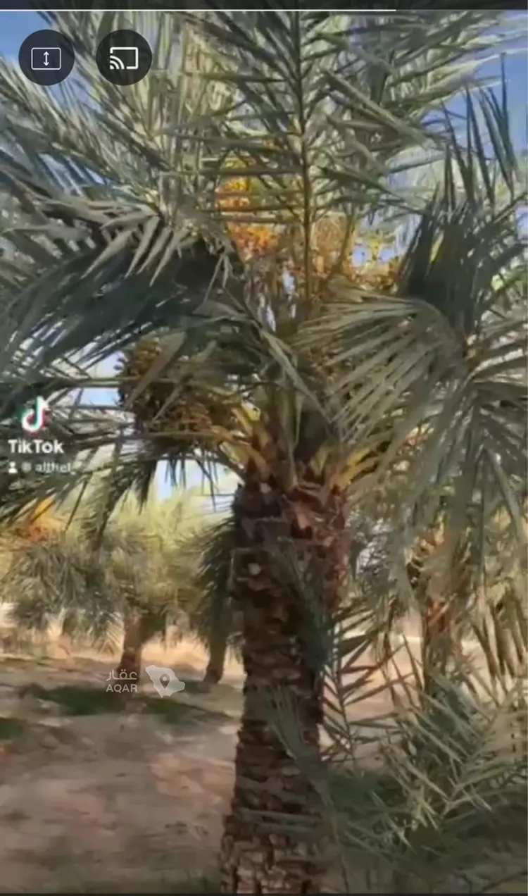 مزرعة للبيع في حي المديد وطابا والغال, مدينة المديد وطابا والغال, منطقة مكة المكرمة 19