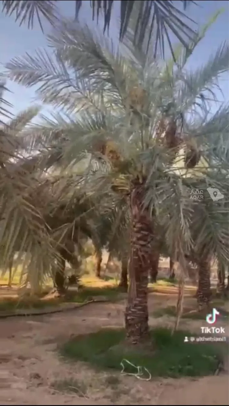 مزرعة للبيع في حي المديد وطابا والغال, مدينة المديد وطابا والغال, منطقة مكة المكرمة 16