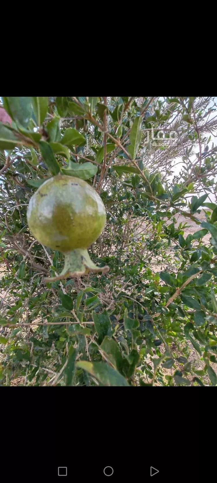 مزرعة للبيع في شارع المويقعه 2 ، عشيرة ، الطائف صورة 5