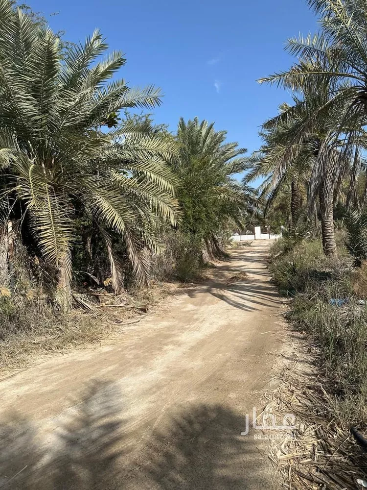 مزرعة للبيع في شارع صفوى, مدينة القطيف, المنطقة الشرقية