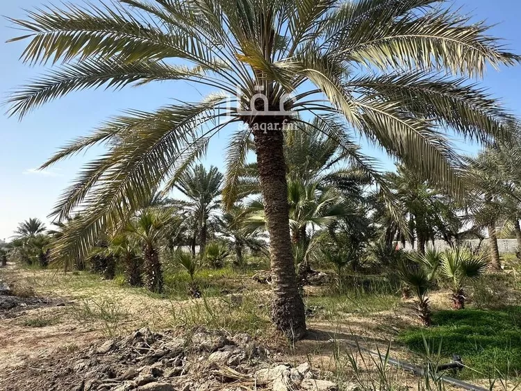 مزرعة للبيع في شارع صفوى, مدينة القطيف, المنطقة الشرقية صورة 4