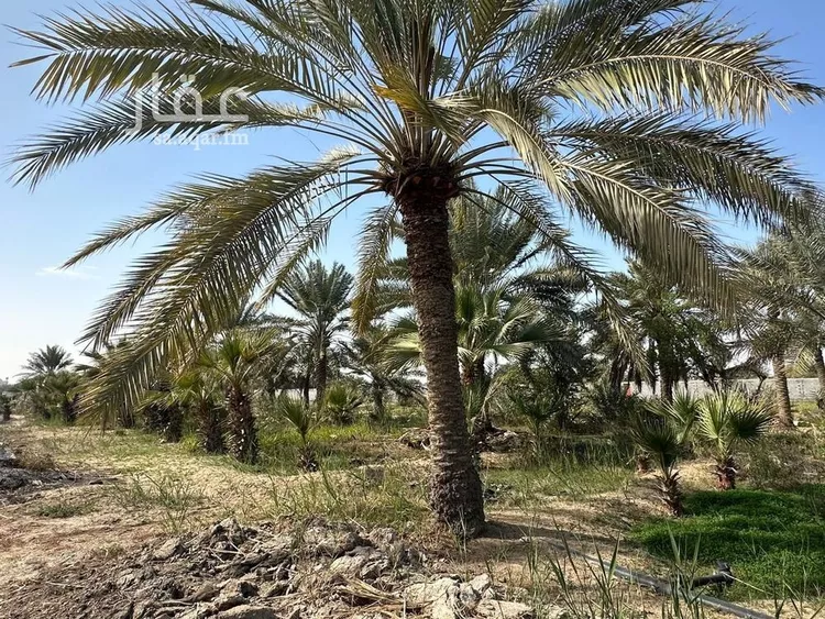 مزرعة للبيع في شارع صفوى, مدينة القطيف, المنطقة الشرقية 7
