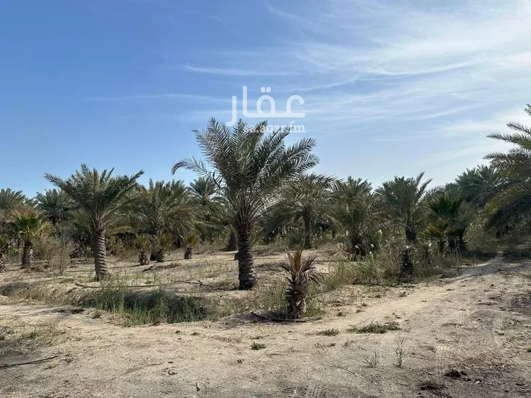 مزرعة للبيع في شارع صفوى, مدينة القطيف, المنطقة الشرقية صورة 2