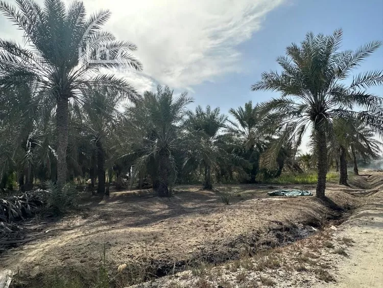 مزرعة للبيع في شارع صفوى, مدينة القطيف, المنطقة الشرقية 6