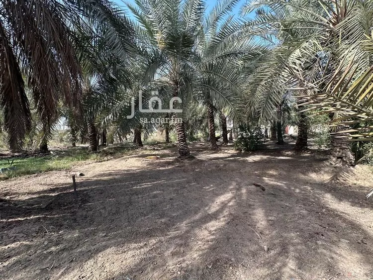 مزرعة للبيع في شارع صفوى, مدينة القطيف, المنطقة الشرقية صورة 5