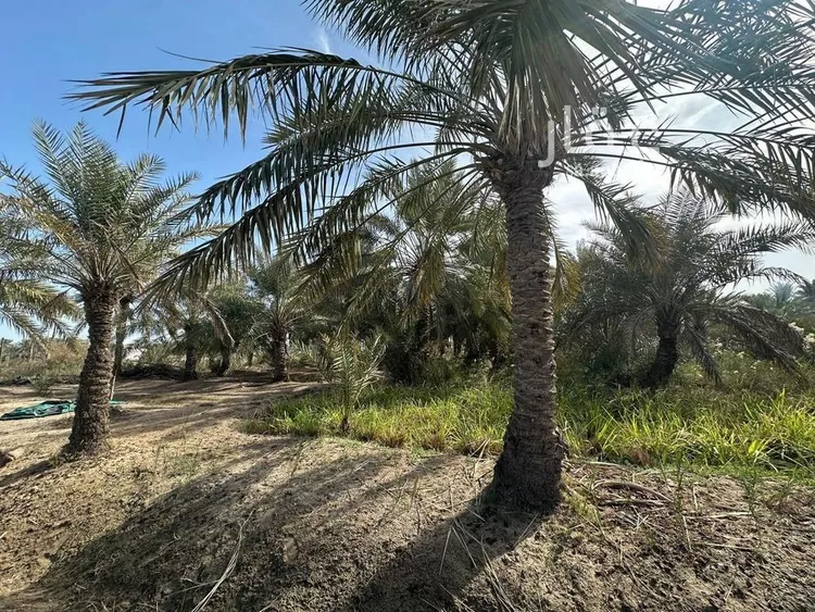 مزرعة للبيع في شارع صفوى, مدينة القطيف, المنطقة الشرقية 8