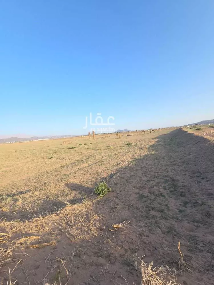 مزرعة للبيع في شارع بواط, حي المليليح, مدينة المدينة المنورة, منطقة المدينة المنورة 6