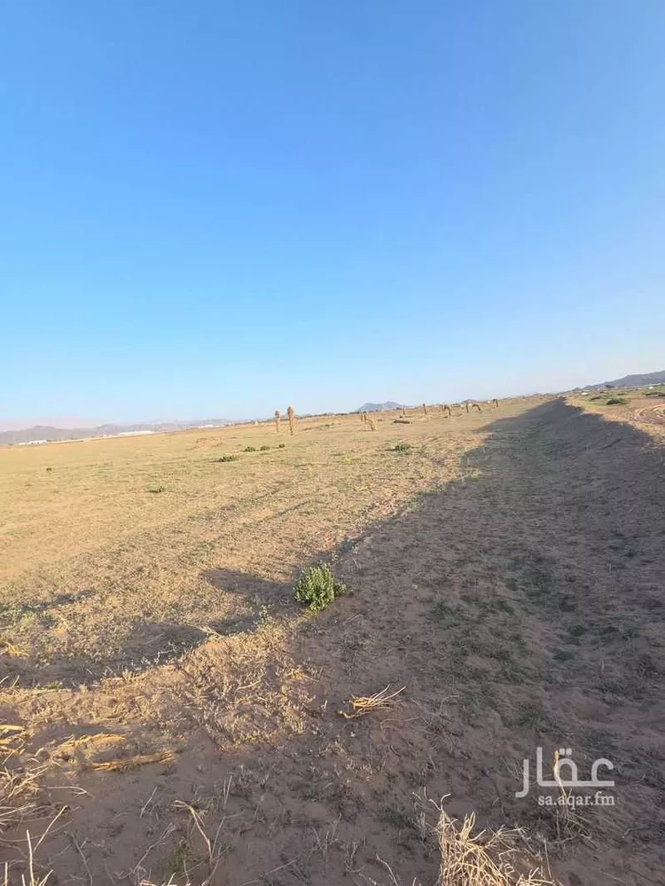 أرض للبيع في بواط ، منطقة المدينة المنورة