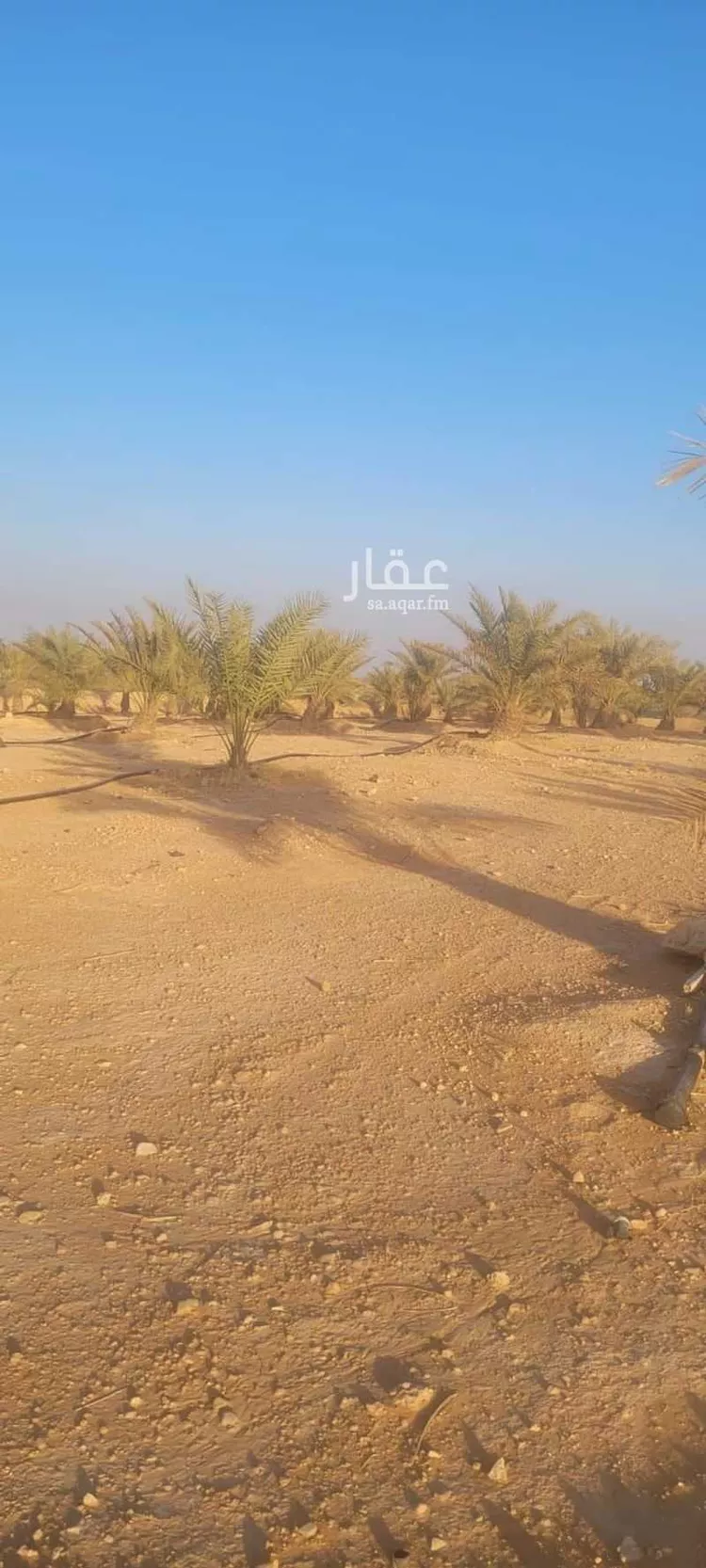 مزرعة للبيع في شارع حمد بن عتيق, حي دقله, مدينة دقله, منطقة الرياض صورة 2