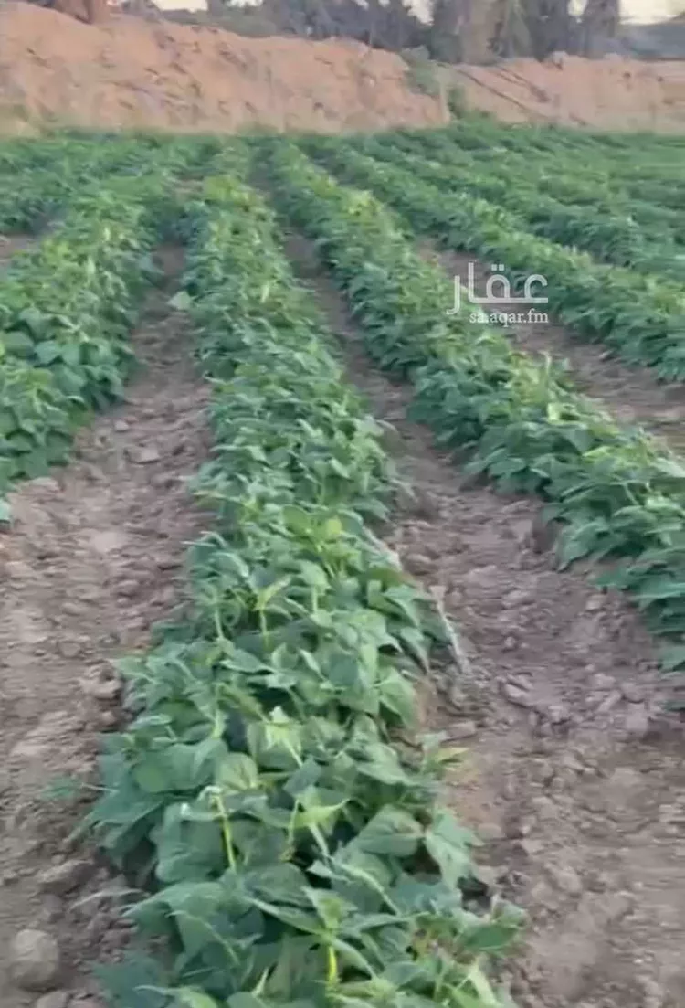 أرض للبيع في حي فيده الوسطي, مدينة فيده الوسطي, منطقة مكة المكرمة صورة 2
