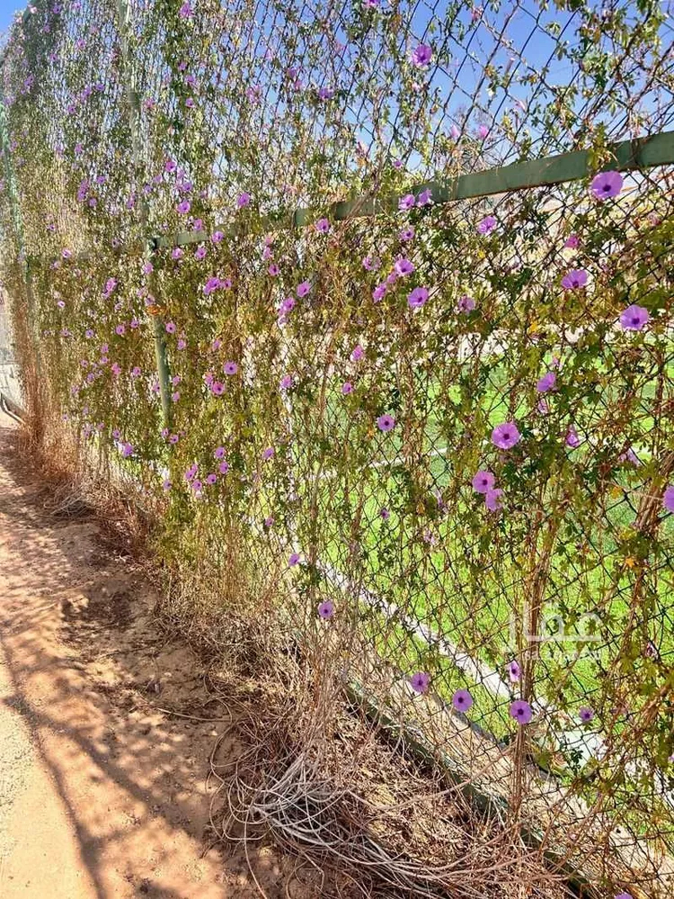 استراحة للإيجار في شارع بديع الزمان الهمذاني, حي أم العطف, مدينة الطائف, منطقة مكة المكرمة صورة 2