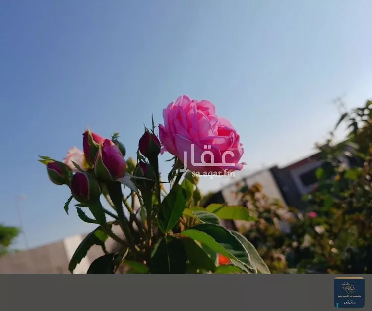 استراحة للبيع في شارع صيفى بن ابى عامر, حي سد الغابة, مدينة المدينه المنوره, منطقة المدينة المنورة صورة 2