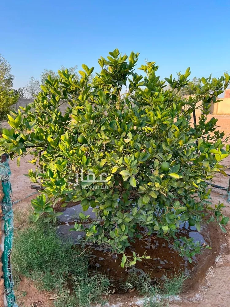 Farm for Sale in Al Majmaah King Salman