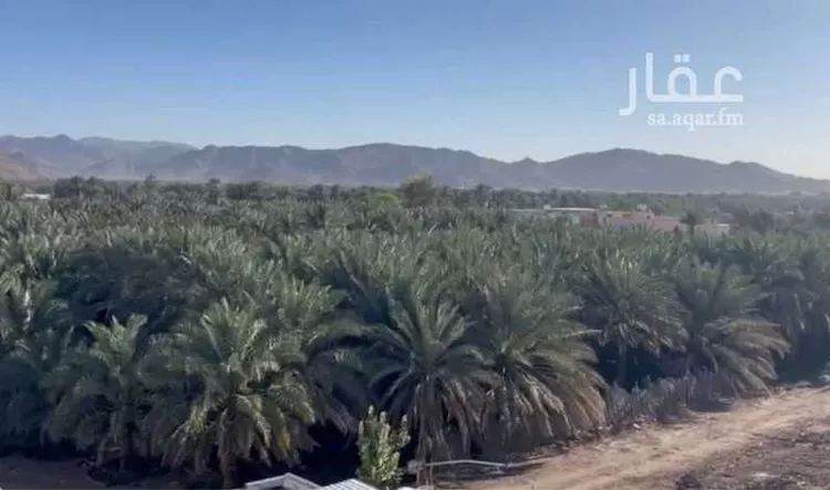 مزرعة للبيع في شارع سنان بن وبره, حي الصادقية, مدينة المدينة المنورة, منطقة المدينة المنورة