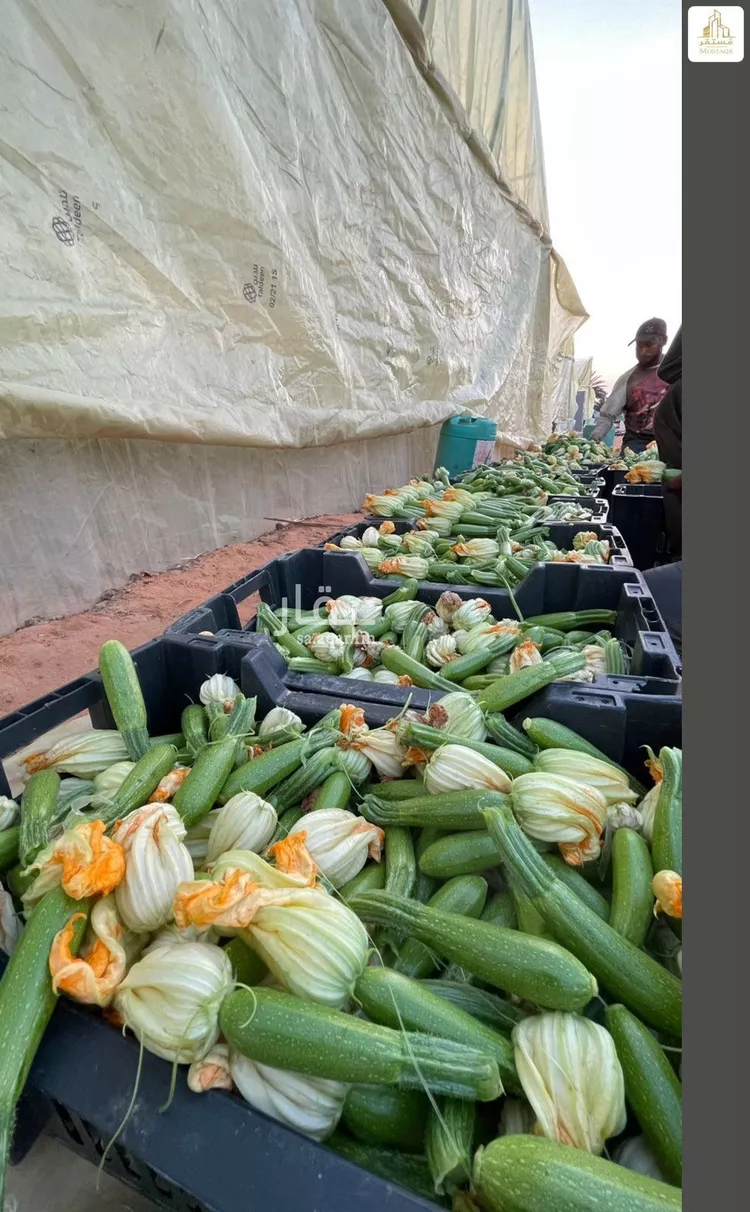 Farm for Sale in Hail An Nasim 7
