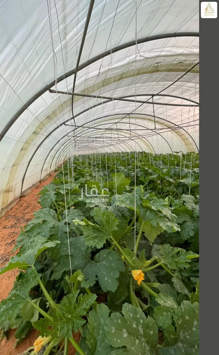 مزرعة للبيع في شارع الزبير بن العوام, حي الخطة, مدينة الخطه, منطقة حائل صورة 4