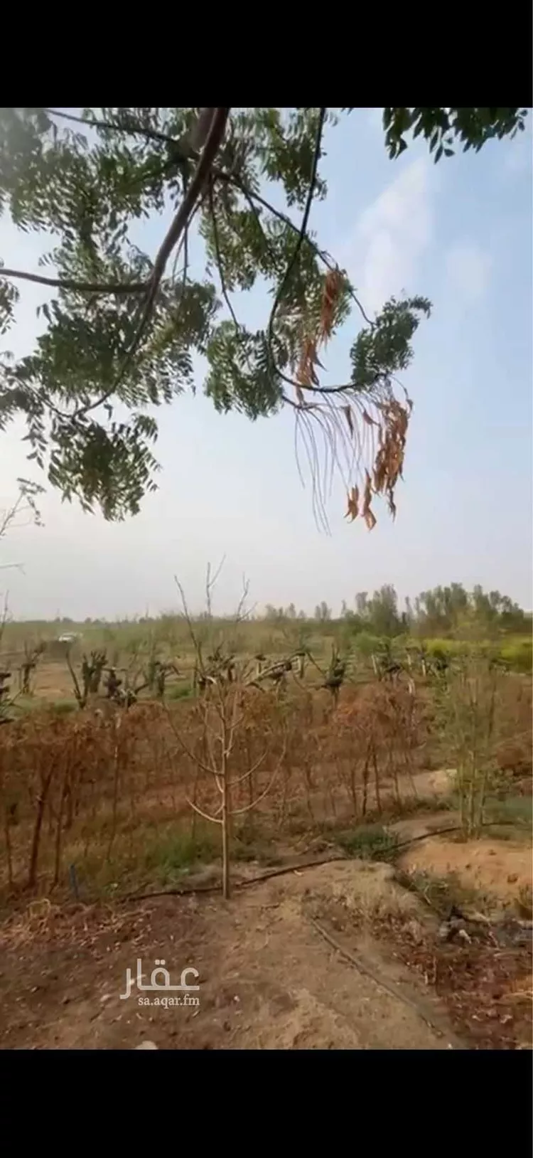 مزرعة للبيع في شارع 0000, حي الحزم 2, مدينة بيش, منطقة جازان صورة 2