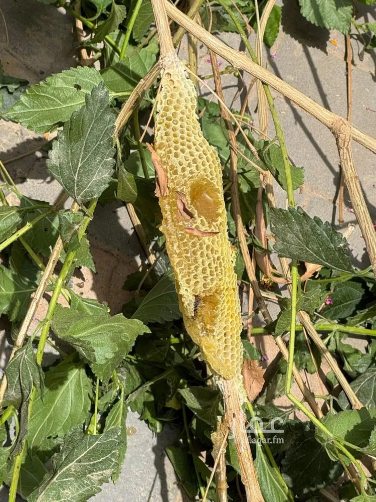 استراحة للبيع في شارع فيصل بن عبدالعزيز, حي الحزم, مدينة حريملاء, منطقة الرياض صورة 4