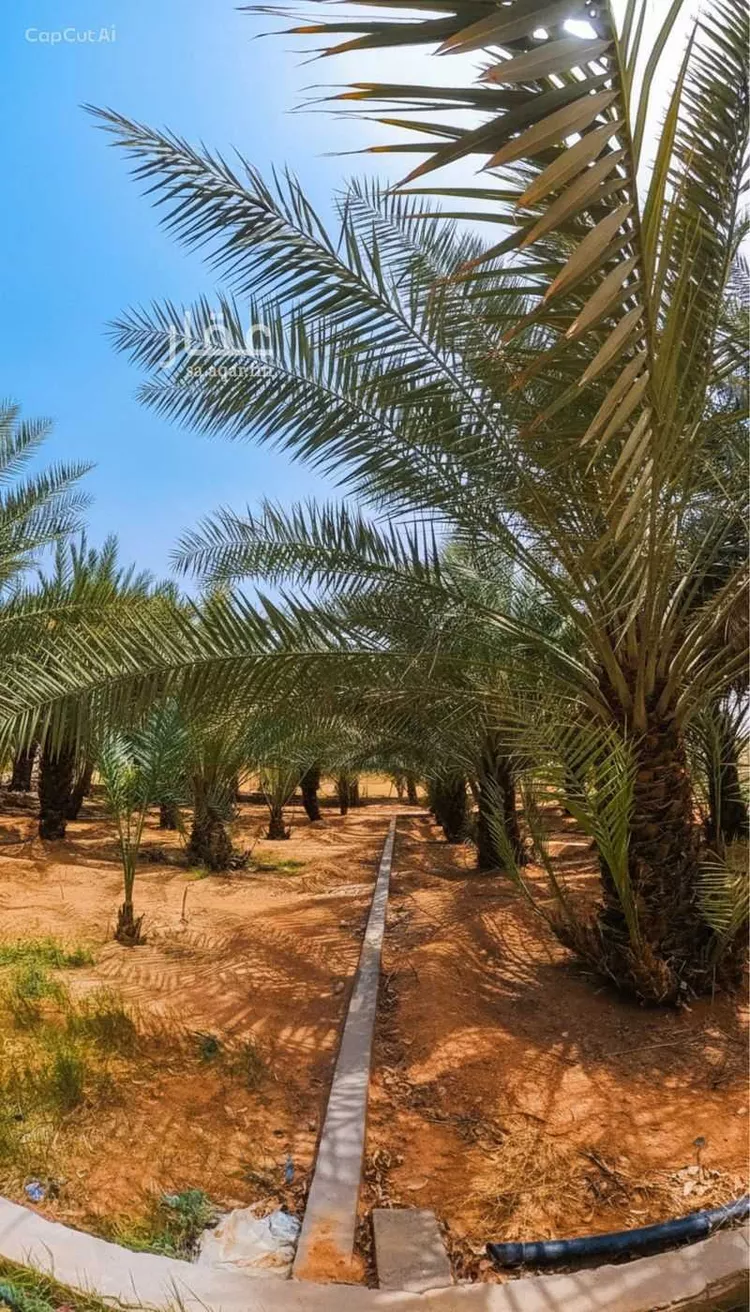 مزرعة للبيع في شارع الحسيني, حي القيروان, مدينة الرياض, منطقة الرياض صورة 5