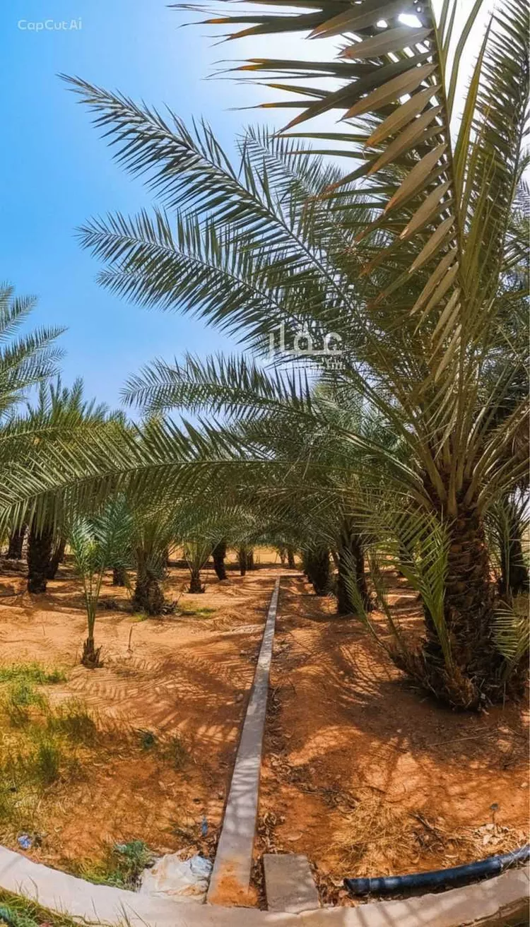مزرعة للبيع في شارع الحسيني, حي القيروان, مدينة الرياض, منطقة الرياض صورة 4