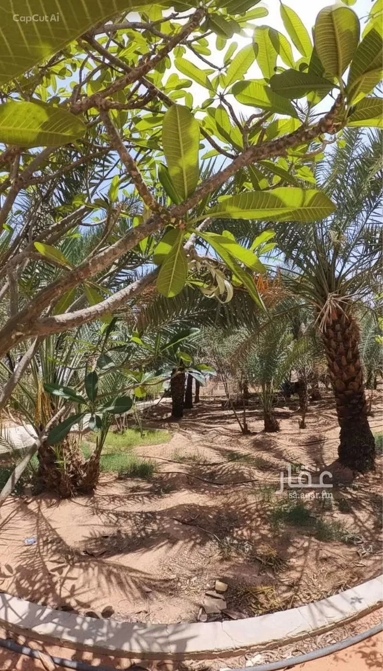 مزرعة للبيع في شارع الحسيني, حي القيروان, مدينة الرياض, منطقة الرياض صورة 5