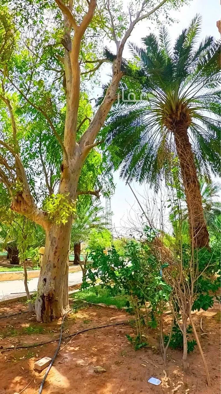 مزرعة للبيع في شارع الحسيني, حي القيروان, مدينة الرياض, منطقة الرياض صورة 3
