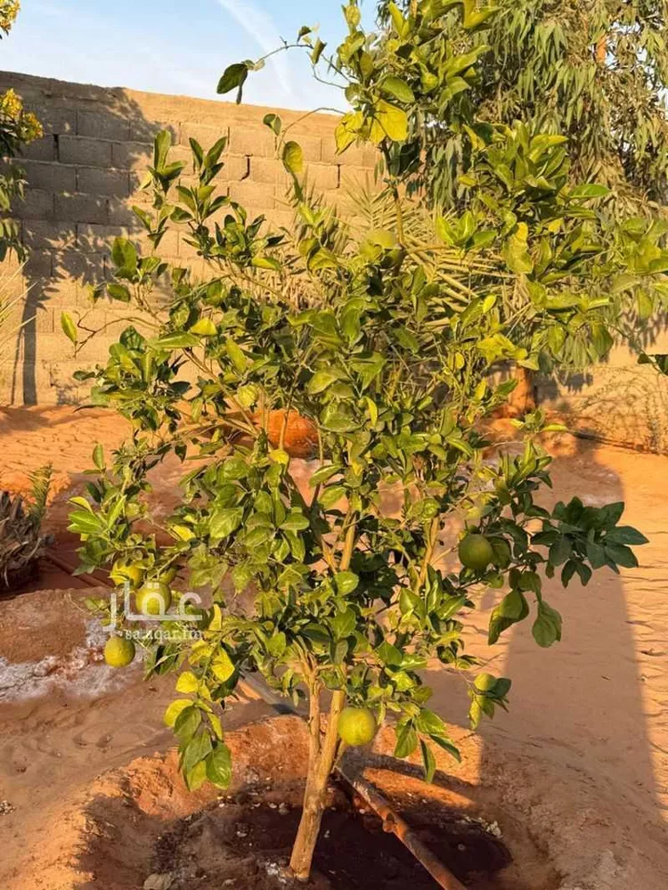 استراحة للبيع في حي مخطط رقم 0941, مدينة الجلة, منطقة الرياض صورة 4