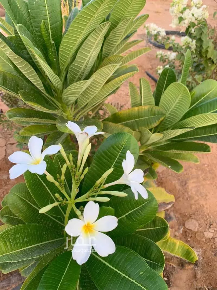 مزرعة للبيع في حي مركز السيباني (أ), مدينة السيباني, منطقة الرياض