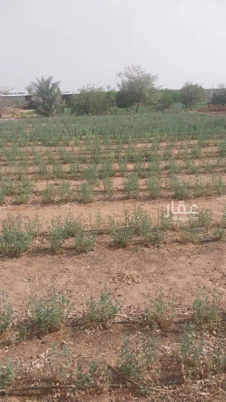 مزرعة للبيع في شارع المنيصف 1914, مدينة الهياثم, منطقة الرياض