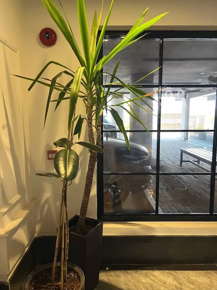 Apartment for Rent in Al Khobar Al Bahar صورة 2