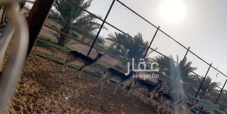 Farm for Sale in Thadiq Ad Deerah Al Kadimah 16