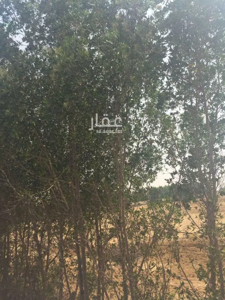 مزرعة للبيع في حي الزهور, مدينة جازان, منطقة جازان صورة 3