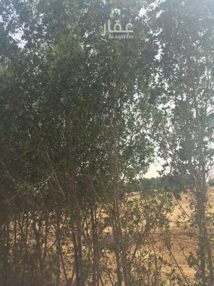 مزرعة للبيع في حي الزهور, مدينة جازان, منطقة جازان صورة 2