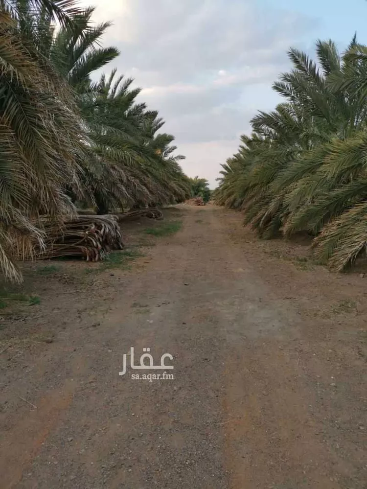 مزرعة للبيع في حي المليليح, مدينة المدينه المنوره, منطقة المدينة المنورة صورة 4