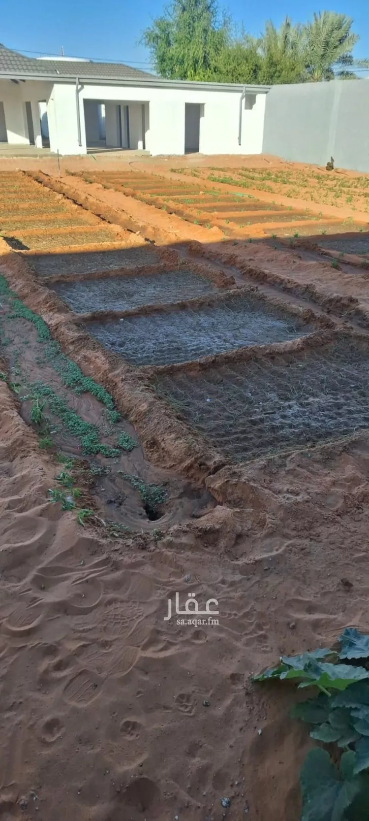 مزرعة للبيع في شارع زهرة الربيع, حي هجره الذيبيه وخضراء, مدينة هجره الذيبيه وخضراء, منطقة الرياض صورة 2